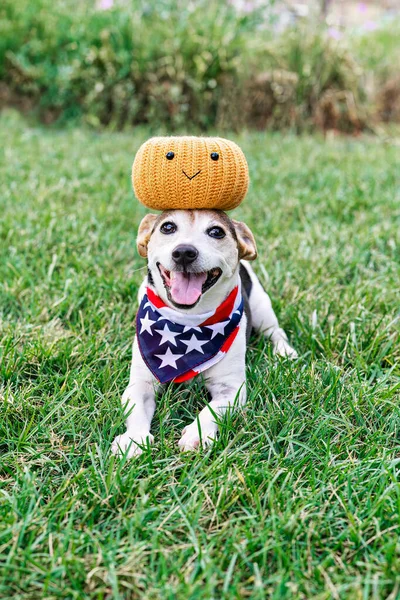Cão Feliz Grama Com Abóbora Decorativa Cabeça Boca Aberta Olhando — Fotografia de Stock