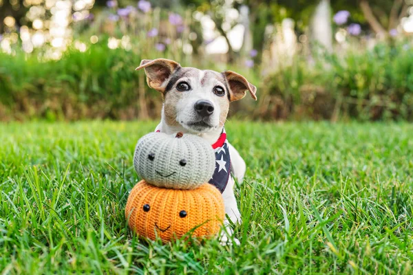 Cute Jack Russell Dog Grass Handmade Decorative Pumpkins Autumn Fall — Stock Photo, Image