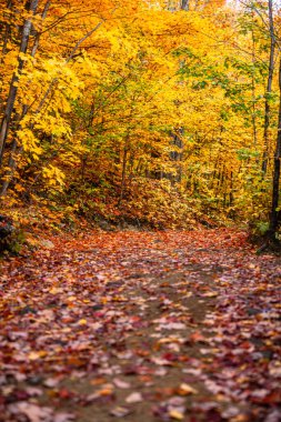 Quebec 'te manzara düşüş yolu