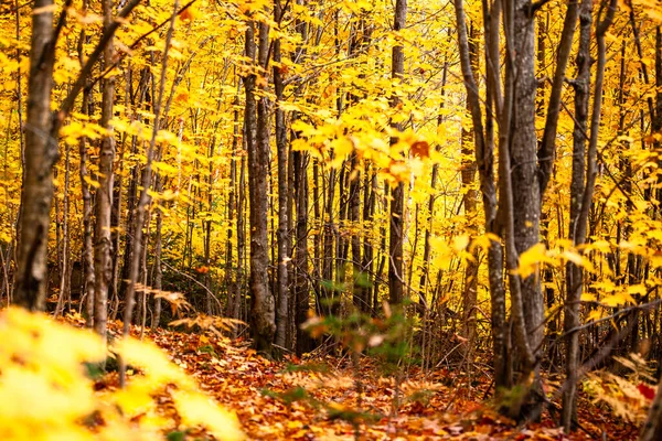 Quebec 'te sonbahar ormanı — Stok fotoğraf