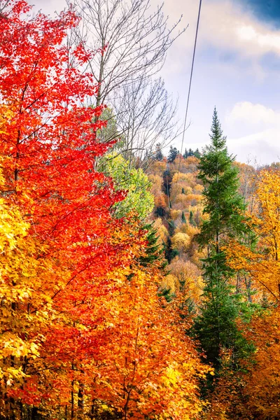 Quebec 'te sonbahar ormanı — Stok fotoğraf