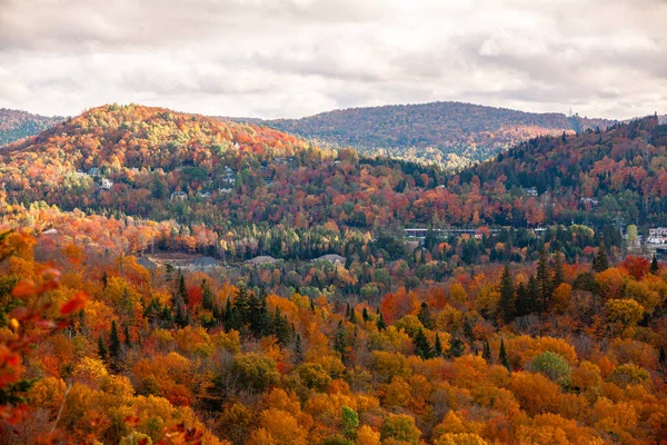 퀘벡 주에 있는 가을 숲 — 스톡 사진