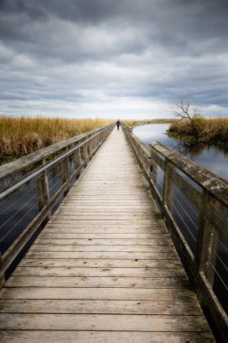 Point Pelee Ulusal Parkı 'ndaki güzel bataklık ve sahil yolu manzarası sersemletici gökyüzü ve manzara manzarası Pelee, Ontario, Kanada