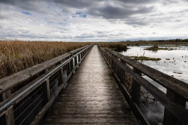 Point Pelee Ulusal Parkı 'ndaki güzel bataklık ve sahil yolu manzarası sersemletici gökyüzü ve manzara manzarası Pelee, Ontario, Kanada