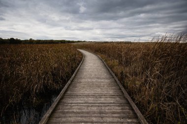 Point Pelee Ulusal Parkı 'ndaki güzel bataklık ve sahil yolu manzarası sersemletici gökyüzü ve manzara manzarası Pelee, Ontario, Kanada