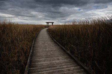 Point Pelee Ulusal Parkı 'ndaki güzel bataklık ve sahil yolu manzarası sersemletici gökyüzü ve manzara manzarası Pelee, Ontario, Kanada