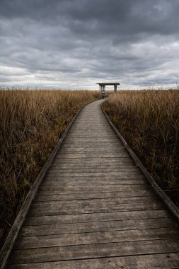 Point Pelee Ulusal Parkı 'ndaki güzel bataklık ve sahil yolu manzarası sersemletici gökyüzü ve manzara manzarası Pelee, Ontario, Kanada