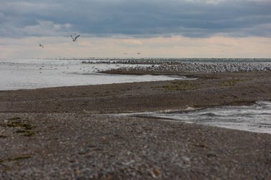 Point Pelee Ulusal Parkı Kanada Ontario 2022