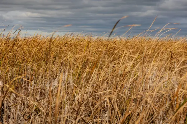 Point Pelee Ulusal Parkı Nehiri sakin bir şekilde sersemletici gökyüzü ve manzarayla çevrili. Point Pelee, Ontario, Kanada