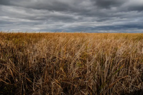 Point Pelee Ulusal Parkı Nehiri sakin bir şekilde sersemletici gökyüzü ve manzarayla çevrili. Point Pelee, Ontario, Kanada