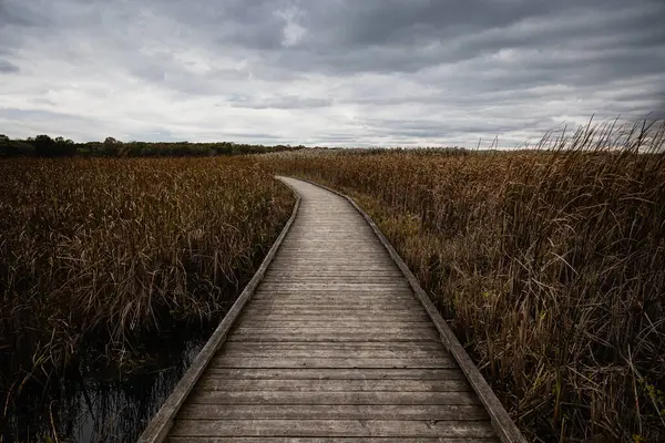 Point Pelee Ulusal Parkı 'ndaki güzel bataklık ve sahil yolu manzarası sersemletici gökyüzü ve manzara manzarası Pelee, Ontario, Kanada