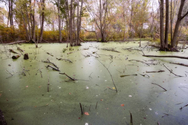 Point Pelee Ulusal Parkı Kanada Ontario