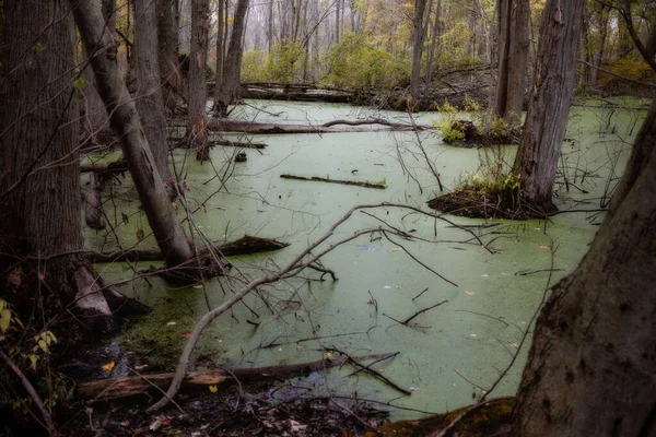 Point Pelee Ulusal Parkı Kanada Ontario bataklığı