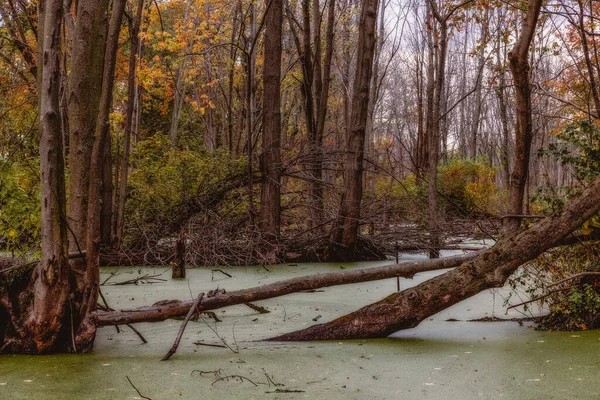 Point Pelee Ulusal Parkı Kanada Ontario