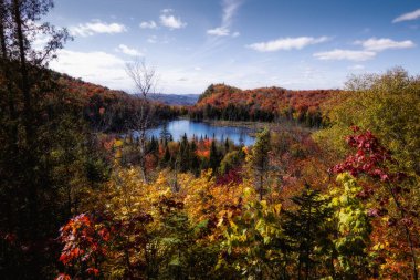 Panorama of a forest in Canada in fall