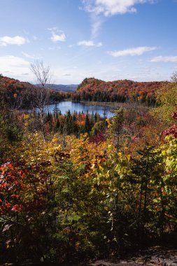 Panorama of a forest in Canada in fall