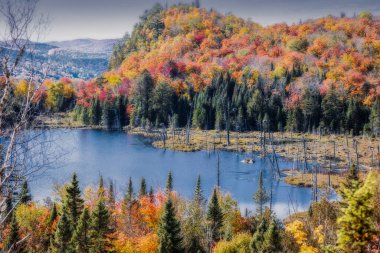 Panorama of a forest in Canada in fall