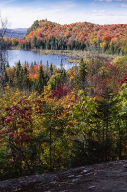 Panorama of a forest in Canada in fall