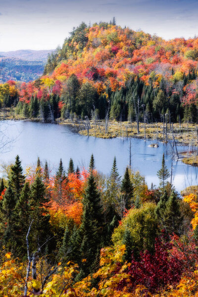 Panorama of a forest in Canada in fall