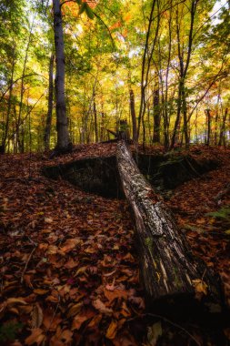 Panorama of a forest in Canada in fall