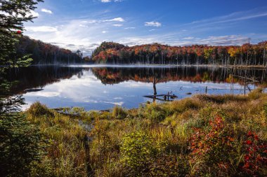 Panorama of a forest in Canada in fall