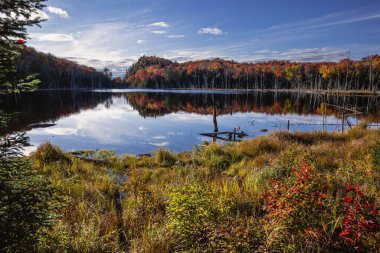 Panorama of a forest in Canada in fall