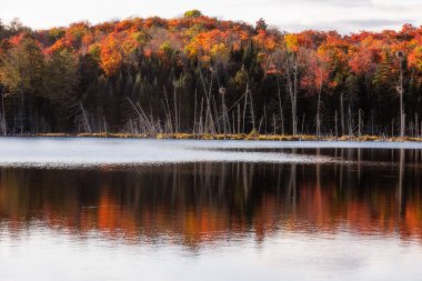 Panorama of a forest in Canada in fall