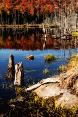 Panorama of a forest in Canada in fall