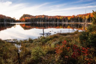 Panorama of a forest in Canada in fall