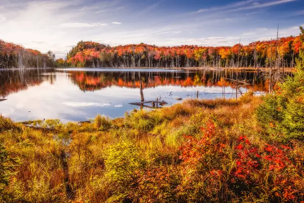 Panorama of a forest in Canada in fall