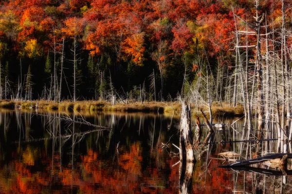 Panorama of a forest in Canada in fall