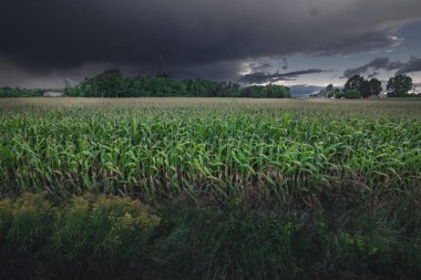 Olgun mısır sapları, arka planda kırmızı ahır çatısı ve ön planda Kanada altın sarısı bir yaz akşamı Quebec, Kanada 'da görüldü.