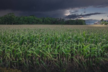 Olgun mısır sapları, arka planda kırmızı ahır çatısı ve ön planda Kanada altın sarısı bir yaz akşamı Quebec, Kanada 'da görüldü.