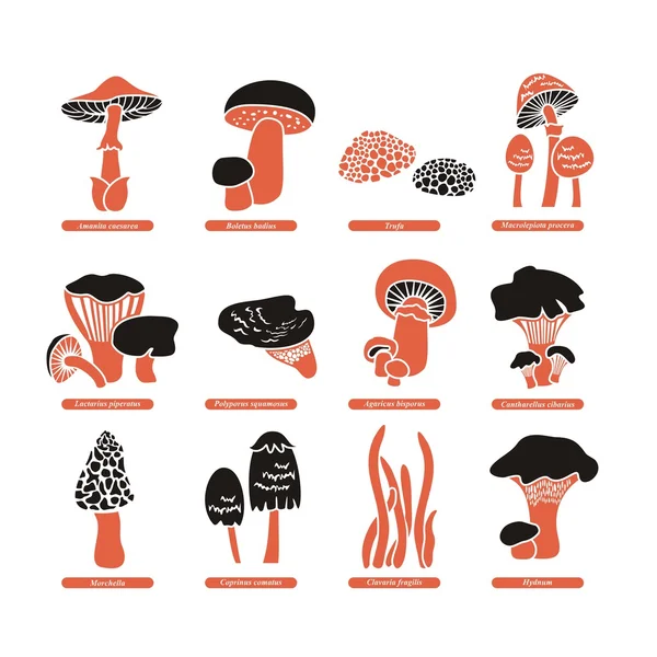 Conjunto de cogumelos comestíveis — Vetor de Stock