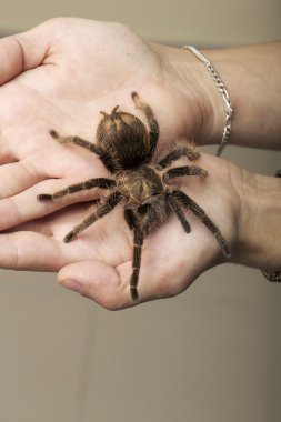 göçebe arachnid canavar - kahverengi örümcek