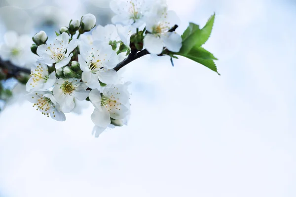 Nature. Closeup Branch of Apple Tree White Flower. Springtime Background — Stock Photo, Image