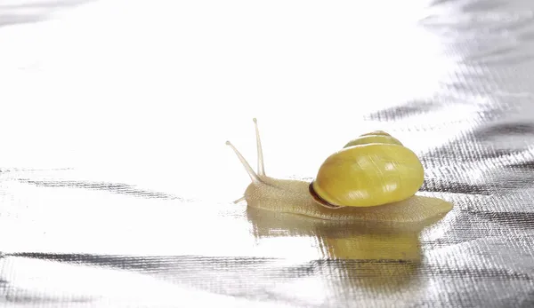 Wandering Small Yellow Snail — Stock Photo, Image