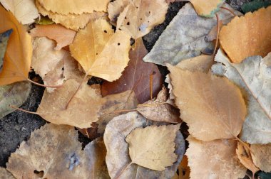 kahverengi yapraklar doku