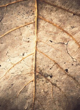 yaprak damarları soluk