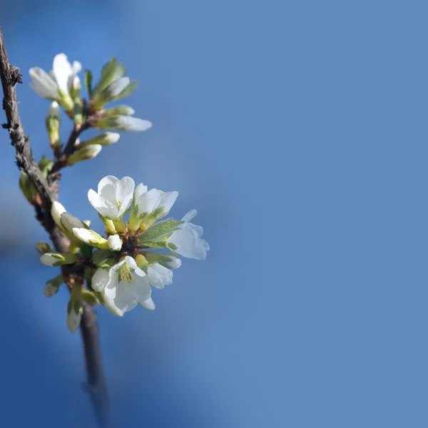 Bouquet de fleurs de pommier blanc — Photo