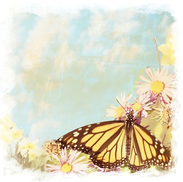 Бабочка-ласточка на цветах — стоковое фото