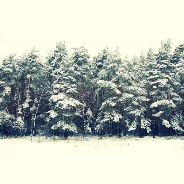 Winter-Silvesterbäume unter Schnee für Weihnachten Hintergrund — Stockfoto