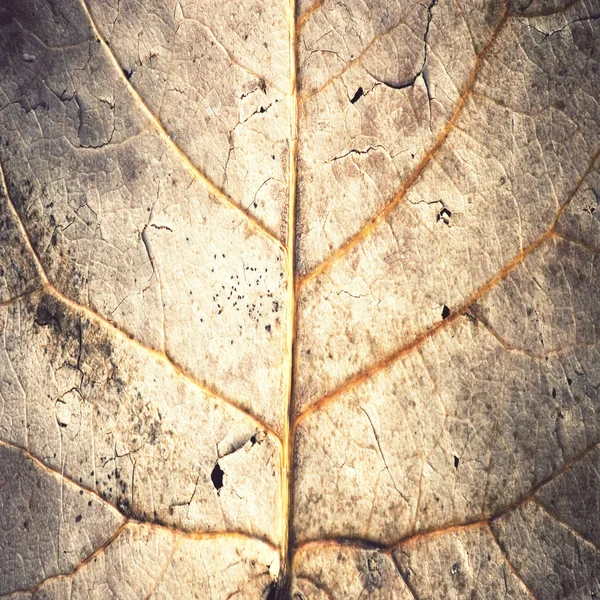 Faded brown leaf veins — Stock Photo, Image