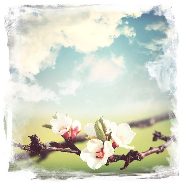 봄 사과 꽃 스톡 이미지