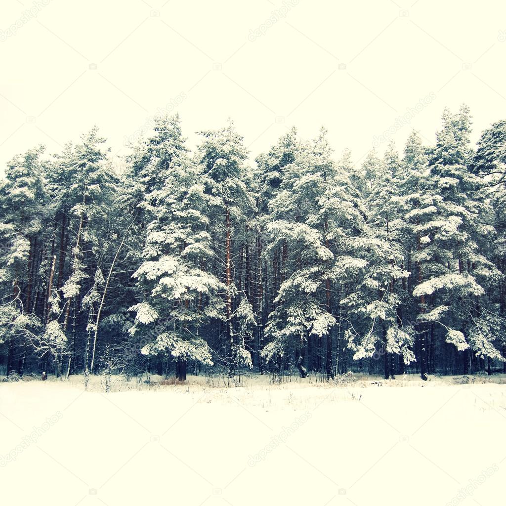 winter eve trees under snow for Christmas background