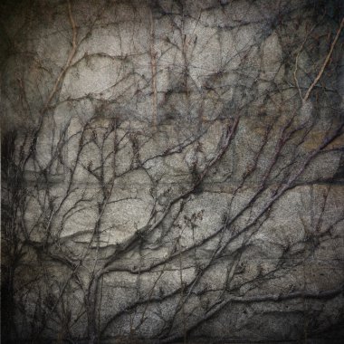 sıva duvar sarmaşık