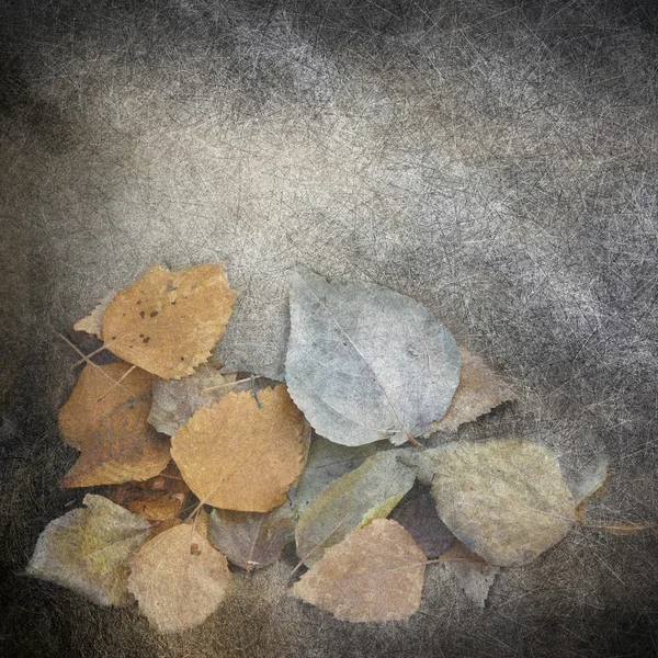 Verschoten bladeren — Stockfoto