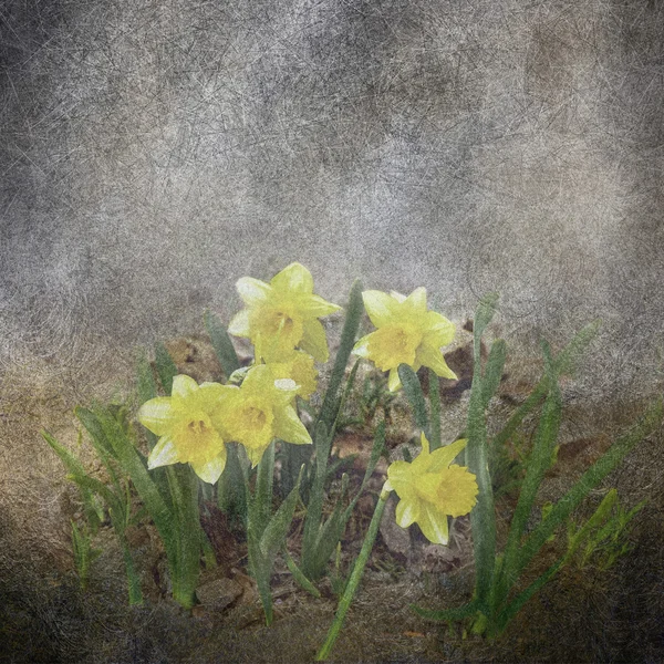 Mazzo di narciso fiori grunge illustrazione — Foto Stock