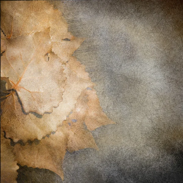 Faded leaves — Stock Photo, Image