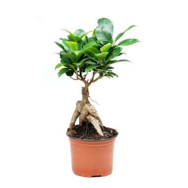 Beyaz Arkaplanda Bonsai Ağacı